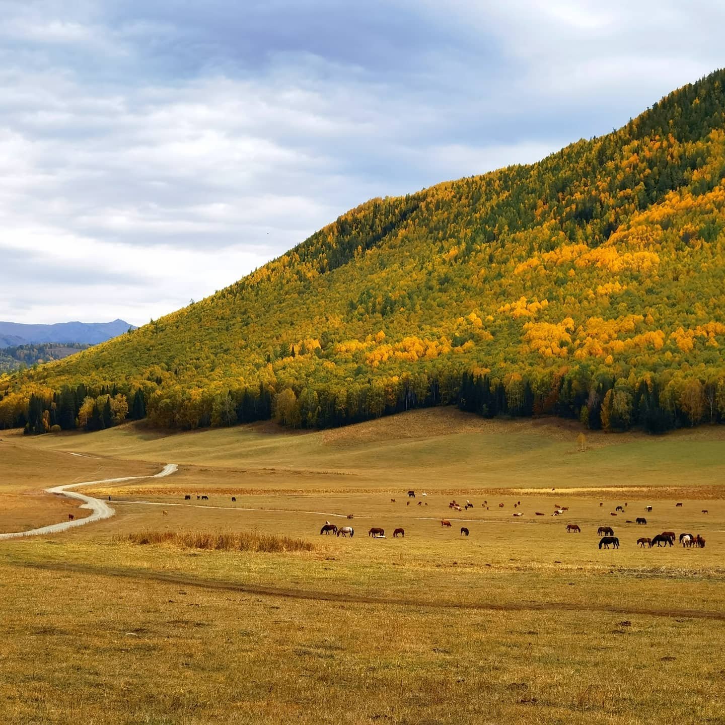 新疆旅游 北疆阿勒泰5天4晚私家团 禾木喀纳斯乌尔禾【景区美宿】