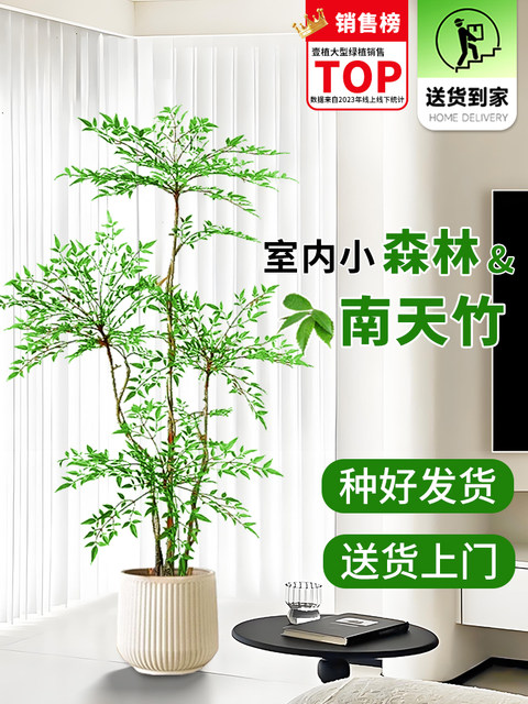 Styling Nan Tianzhu Zhenshu Pot Popular Popular Popular Popular Popular Green Plants Office Flame Old Pile is good for four seasons of evergreen