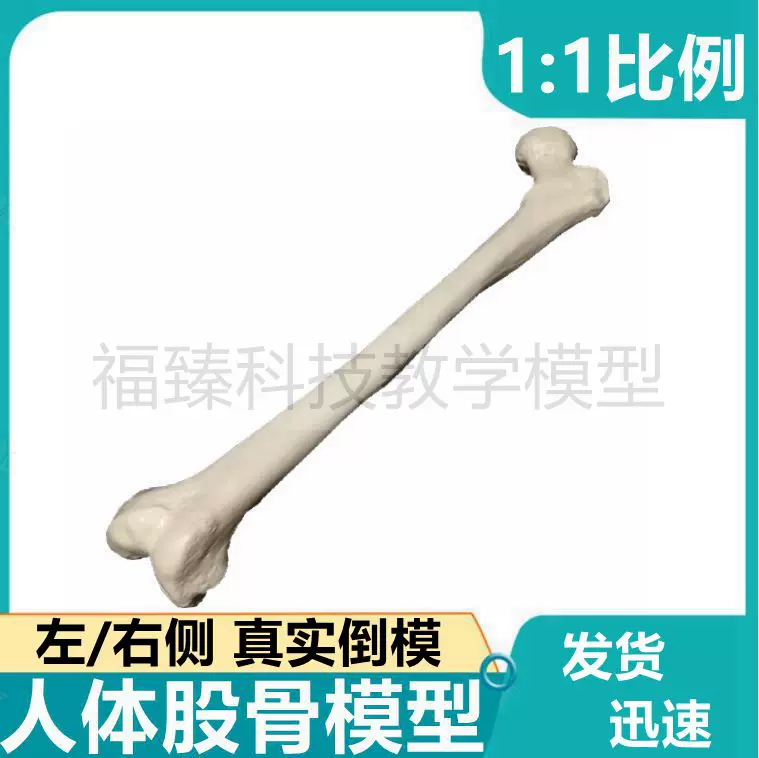 股骨模型大腿骨標本真實倒模四肢長骨脛骨腓骨下肢上肢肱骨尺橈骨-Taobao