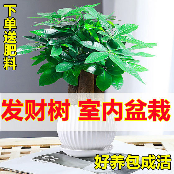 
Money tree, small potted flowers and green plants in the office, high-looking pothos and asparagus, hydroponic money tree, easy to grow