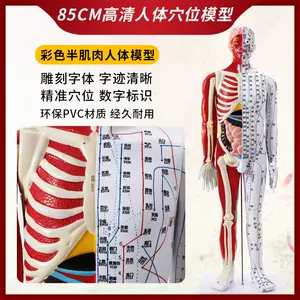 针灸解剖图- Top 500件针灸解剖图- 2024年6月更新- Taobao