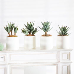 Simulated Thorn Aloe Vera Desktop Green Plant Potted B&B Shop Window Sand Tropical Succulent Plant Flower Arrangement Landscaping
