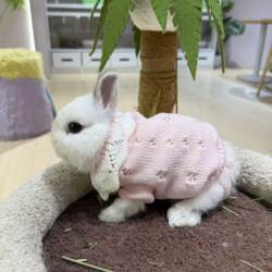 Fashionable Pet Rabbit Clothes, Cute Sweater for Autumn and Winter, Non-Shedding, Super Adorable, Trendy Rabbit Style, Popular on Social Media