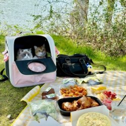 Take Your Cat Camping! Cat Carrier Backpack, Portable, Breathable, Foldable, Anti-Stress, Suitable for Both Cats and Dogs