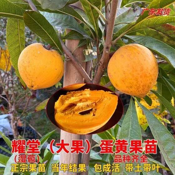 
Egg yolk fruit sapling, egg fruit, ripe fruit, Yaotang papaya, evergreen fruit-bearing soil-leaved golden fairy peach grown in the south