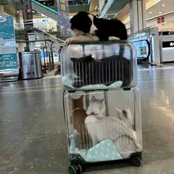 Pet Trolley Box, Cat Carrier, Portable Double-Layer Suitcase for Two Cats, Transparent Dog Airline Crate, Stroller