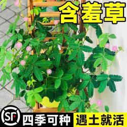 Mimosa seeds Mimosa seeds indoor balcony green plant seedlings fun flower seeds sown in all seasons