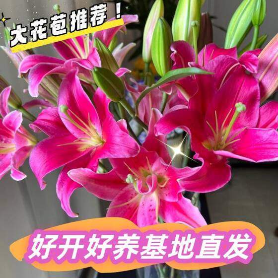 
[Pink Lily] Perfume Lily Flower Bouquet, Kunming Base, Yunnan, direct delivery to the same city, home flower water cultivation