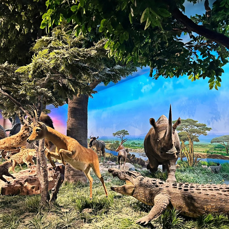 北京自然博物馆亲子团 金牌导游2.5H深度讲解 亲子研学跟团一日游