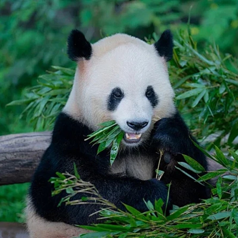 四川成都大熊猫基地都江堰一日游0购物纯玩8人团大团拍照打卡熊猫