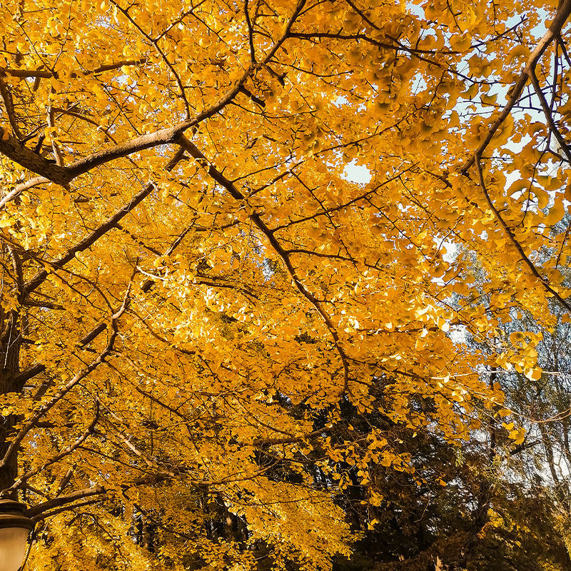 青岛机票+酒店5天4晚自由行|漫步八大关|五四广场灯光秀|崂山山海