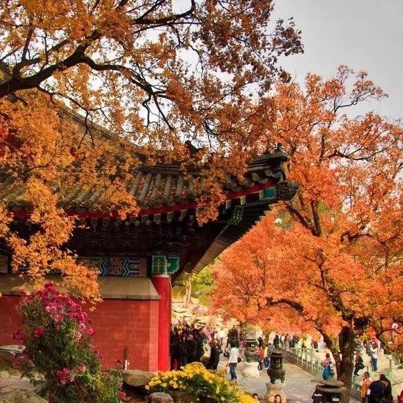 【一家一团】北京香山公园一日游含门票包车上门接送带司机旅游