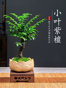 紫檀盆景植物- Top 5000件紫檀盆景植物- 2024年3月更新- Taobao