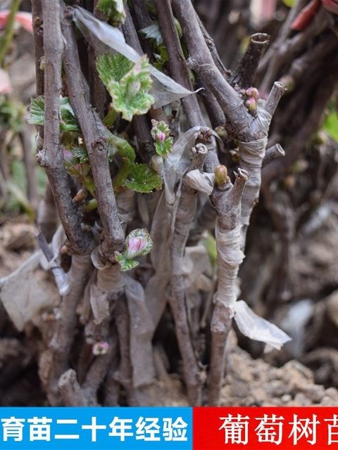 Grape seedlings planted in potted fields, grape seedlings, fruit seedlings planted in the south and north, and fruit seedlings born in the year, and they bear fruit for 3 years.
