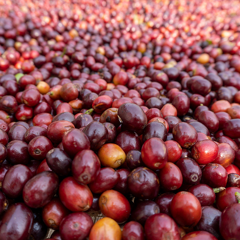 暖冬游 云南保山腾冲6天5晚全景游 百花岭咖啡体验火山银杏村温泉