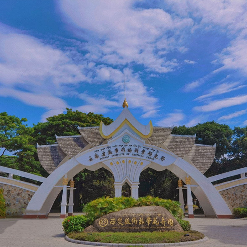 【豪华酒店纯玩】云南西双版纳旅游告庄大佛寺野象谷6天5晚跟团游