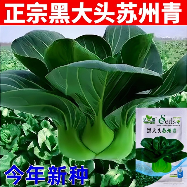 Black leaves, short-footed Suzhou green seeds, black big-headed greens, cold-resistant green stems, small rapeseed, black rapeseeds, vegetable seeds