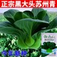 Black leaves, short-footed Suzhou green seeds, black big-headed greens, cold-resistant green stems, small rapeseed, black rapeseeds, vegetable seeds