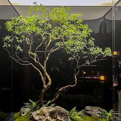 High-End Artificial Horsewood Tree Landscaping Fake Plants Indoor and Outdoor Landscaping Combination Set Landscape Green Plants Window Decoration