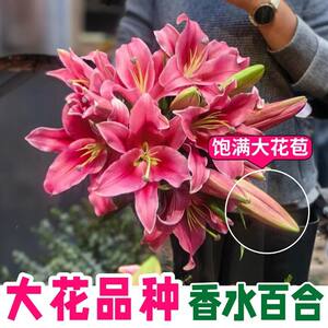 
Perfume lilies fresh flowers Yunnan Kunming base straight hair fresh cut flowers home flower arrangement bouquet for teachers