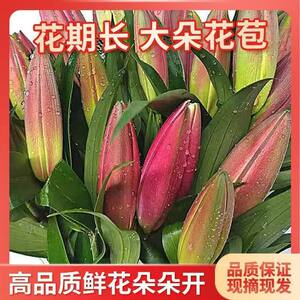 
Huang Tianba perfume lily flowers Yunnan base straight delivery holiday gift home flower arrangement flower bouquet lily flower