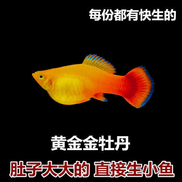 黄金牡丹鱼活体热带观赏鱼小型淡水好养耐活孔雀鱼苗金鱼红草金