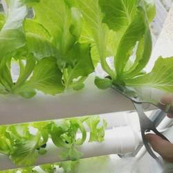 Balcony vegetable hydroponic wall-mounted pipe machine vegetable soilless cultivation equipment automatic hydroponic multi-layer planting rack