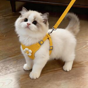 猫咪牵引绳防挣脱不勒脖遛小猫专用胸背带背心式溜幼猫绳子可调节