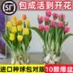 Tulip species ball Hydroponic flowers and plants indoor flowers flowing four seasons flowering seeds potted flower seedlings cultivated water cultivation