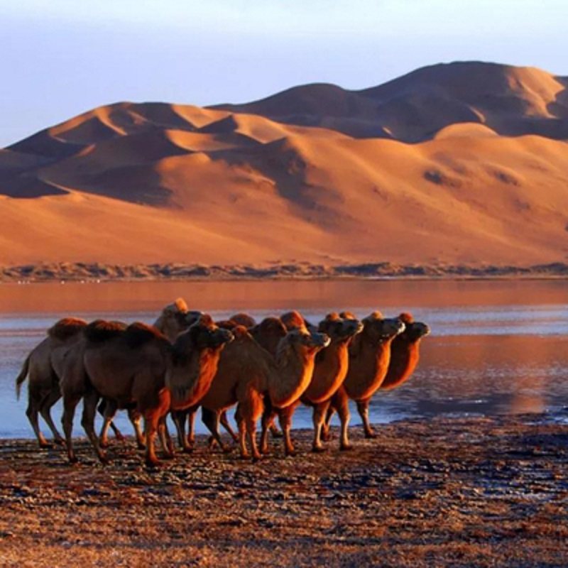 玩转宁夏银川+吴忠+中卫纯玩双飞6天