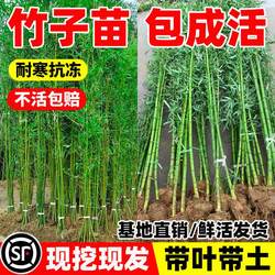 Evergreen Bamboo Seedlings Courtyard Outdoor Wall
