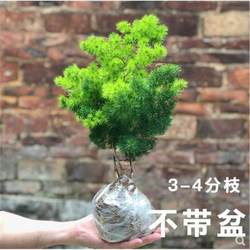 Penglai pine indoor potted zodiac monkey living room