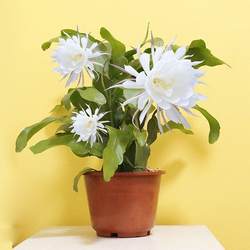 Epiphyllum seedlings indoor balcony courtyard plant green