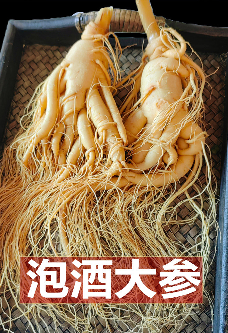 長白山の高麗人参