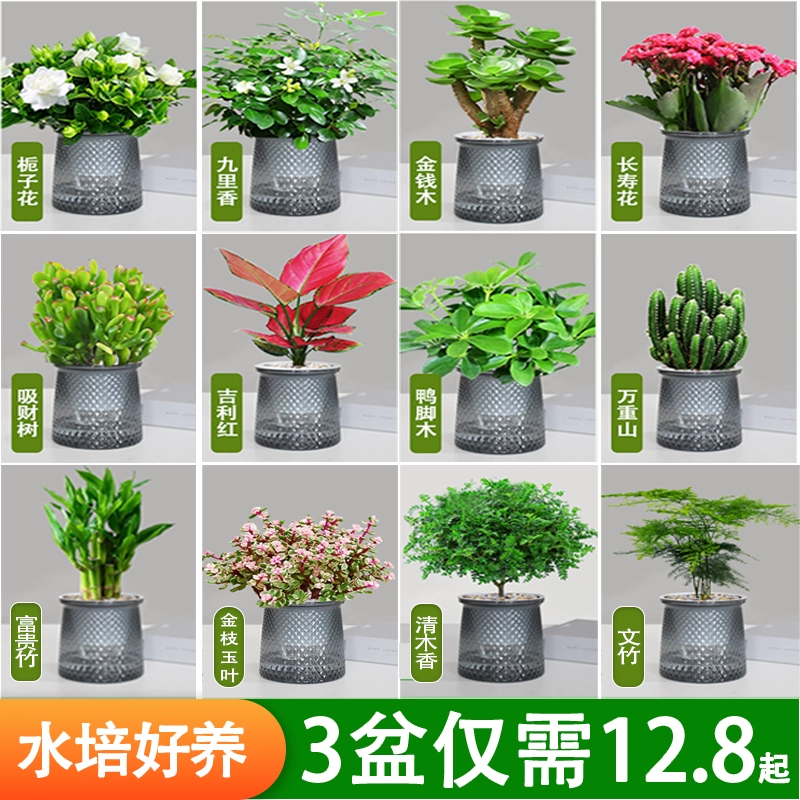 金钻盆栽植物铂金钻绿萝箩水培大叶绿植多肉办公室内懒人好养花卉