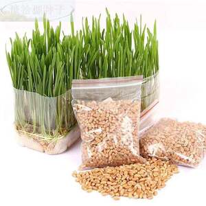 
Cross-border business, high-quality natural cat grass, hair removal balls to aid digestion, hydroponic electric seeds, drought-resistant animals love to eat