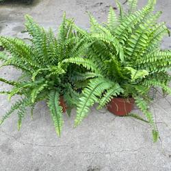 Boston fern potted hanging mosquito repellent green plant