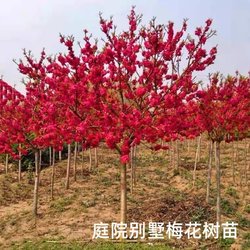 Cold-resistant red plum sapling potted garden garden ground