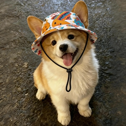 Pet Dog Hat with Exposed Ears, Summer Thin Style, Sun Protection, Cute Corgi Sunshade, Cat Outdoor Decoration, Fisherman Hat