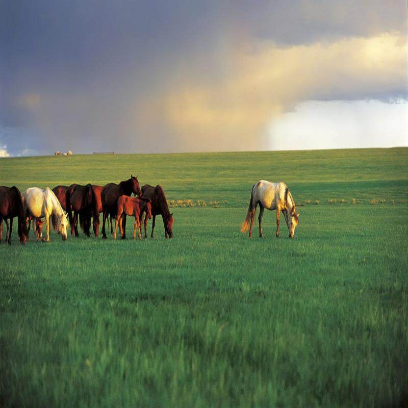 Z新疆10日、禾木、喀纳斯、魔鬼城、赛里木湖、那拉提巴音布鲁克