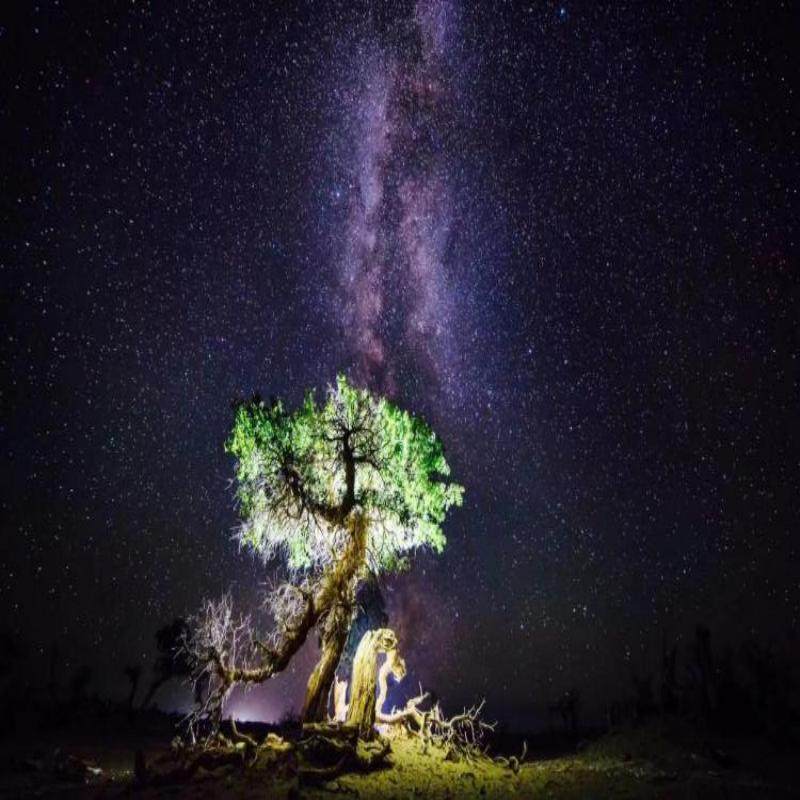 8人内拼团2人起订丨兰州往返丨额济纳旗+居延海5日游丨金色胡杨林