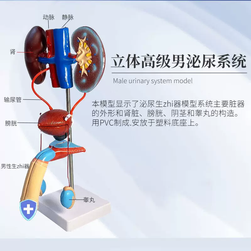 山顶松泌尿模型男性女性泌尿系统立体肾输尿管膀胱及尿道模型男性 