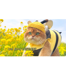 Golden Three Cabinets Cat Bee Costume Bee Hat Headgear Spring Dress-Up Cos Knitted Funny Hat Golden Gradient Cat