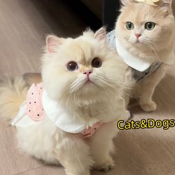 Cat Miu Series Ladylike Dress with Leash Attachment for Dogs, Two-Legged Clothing for Small to Medium-Sized Puppies, Teddy Pet Clothes