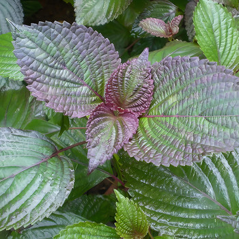 Edible double-sided red perilla seeds