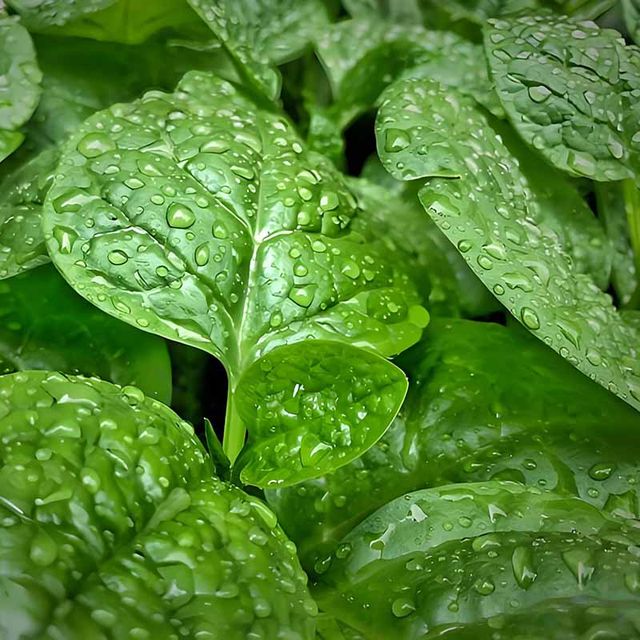 Thick big leaf fungus seeds vegetable seeds planted in all seasons summer seedlings small green vegetables balcony potted vegetable seedlings