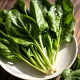 Can overwinter spinach seeds round large leaves spinach seeds high yield heat resistance high temperature resistance spinach seeds four seasons vegetable seeds