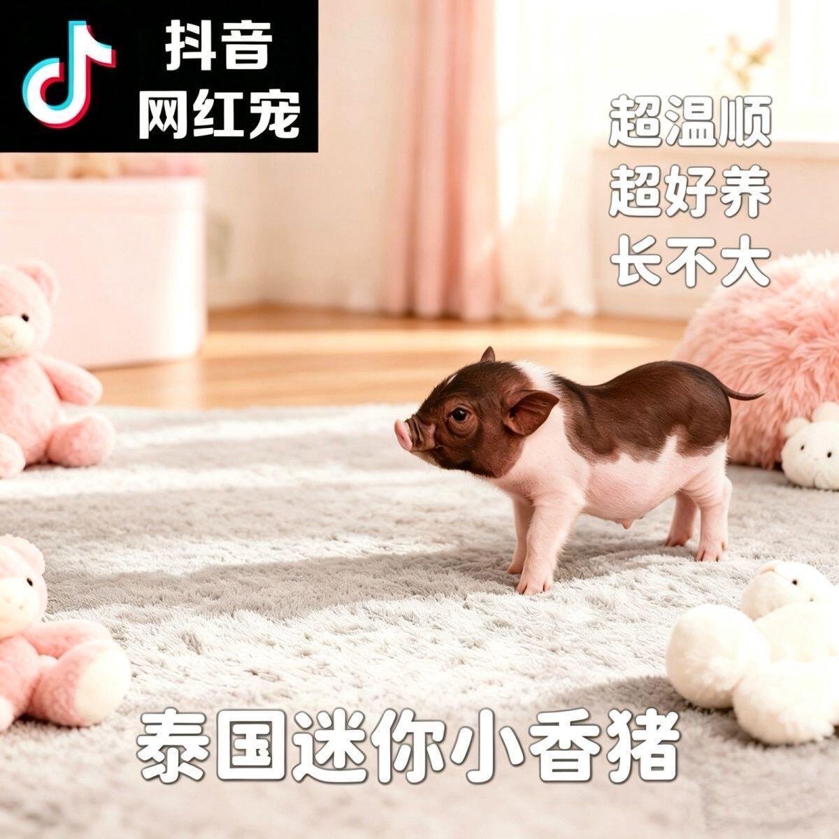 小型可爱迷你幼体网红泰国小香猪长不大活体宠物猪粉色幼崽活物猪-淘宝网