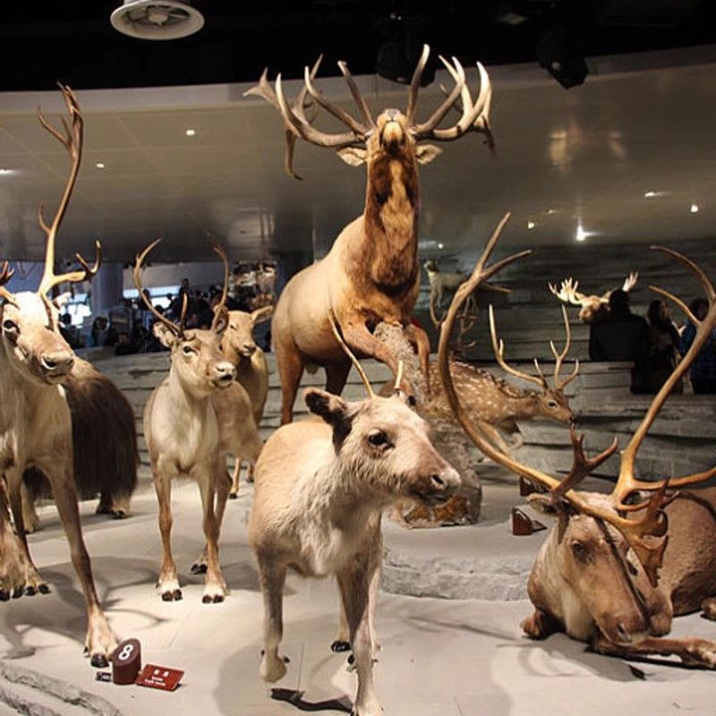 猩咖说上海自然博物馆+历史博物馆4H包团人工讲解上海旅游