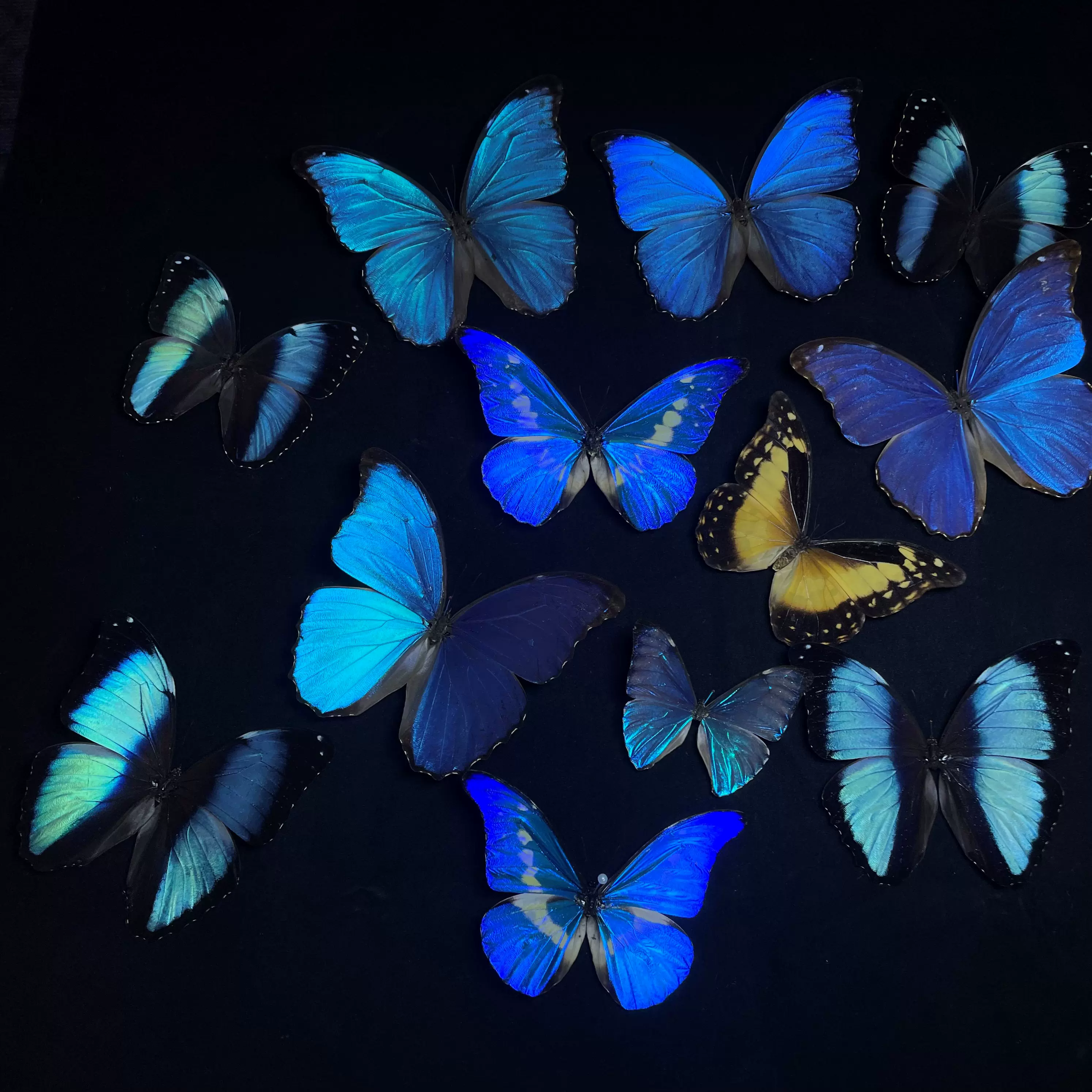 蝶画 蓝闪蝶 250px-